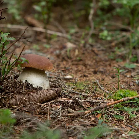 מלון Center Pokljuka 3*